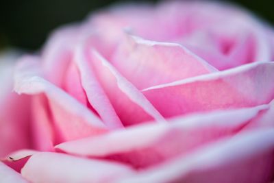 Close-up of pink rose