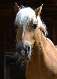 Close-up portrait of horse standing outdoors
