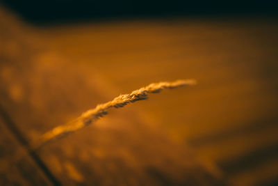 Close-up of plant against sunset