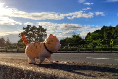 View of a cat on the road