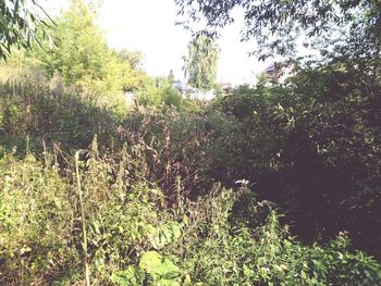 Plants growing in forest