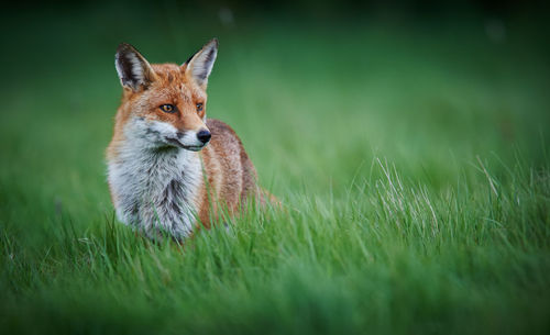 Fox looking away while standing on field