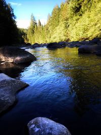 Scenic view of river by trees against sky
