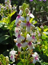 Close-up of white flowers blooming on tree