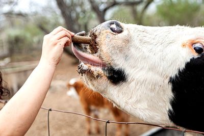 Hand feeding a cow