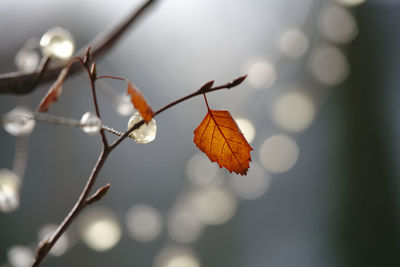 Close-up of dried leaves on branch