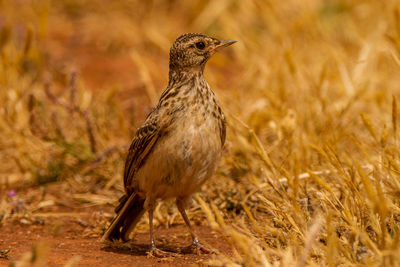 Close-up of a bird perching on a field