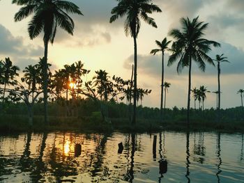 Palm trees at sunset