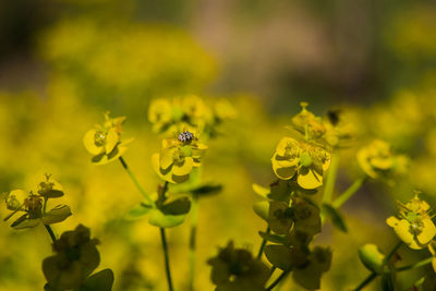 Close-up of bee pollinating on yellow flower