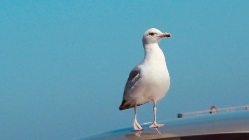 Seagull perching on a sea