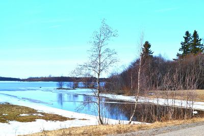 Bare trees on landscape against clear sky