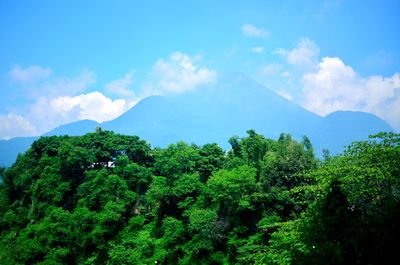 Scenic view of trees against sky
