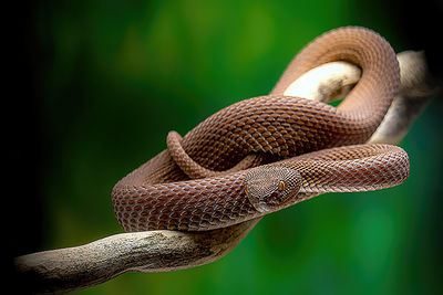 Close-up of snake