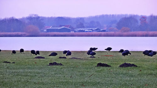 Birds perching on grass field during winter
