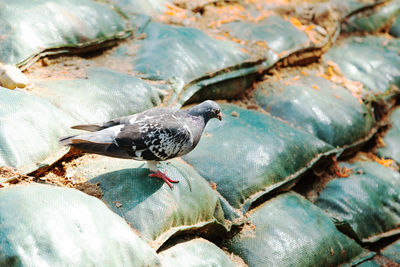 Close-up side view of a bird on sacks