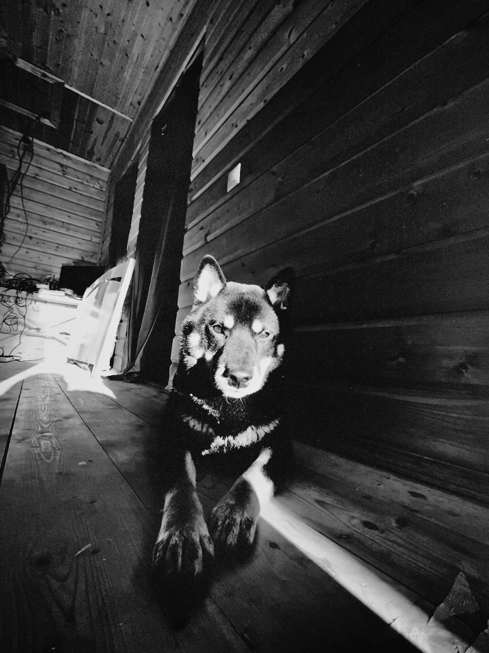 PORTRAIT OF DOG LOOKING AT CAMERA ON FLOOR AT HOME