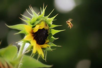 Close-up of insect on plant