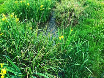 High angle view of grass on field by lake
