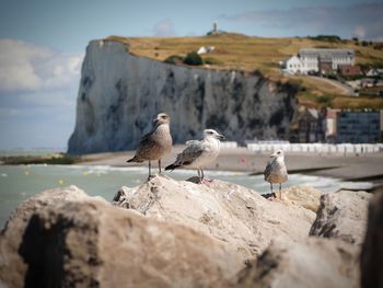 Seagulls perching on rock by sea