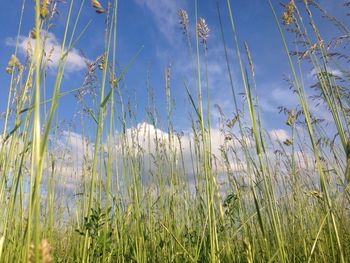 Scenic view of grassy field against sky