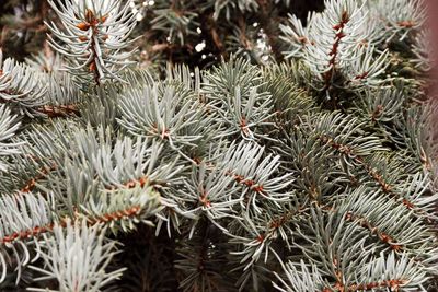 Close-up of pine tree branch