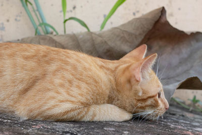 Close-up of a sleeping cat