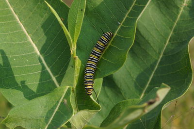 Colorful caterpillars 