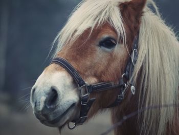 Close-up of horse