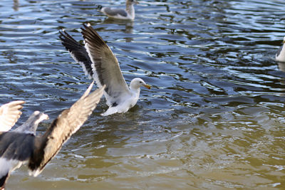 Seagulls flying over lake