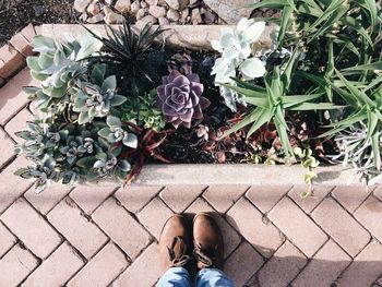 Low section of man standing by succulent plants in park