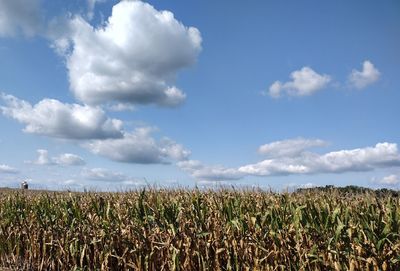 Scenic view of crop field against sky