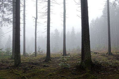 Trees in forest on rennsteig in gernany