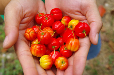 Cropped hands of person holding tomatoes