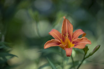 Close-up of orange lily blooming outdoors