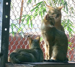 Cat on monkey