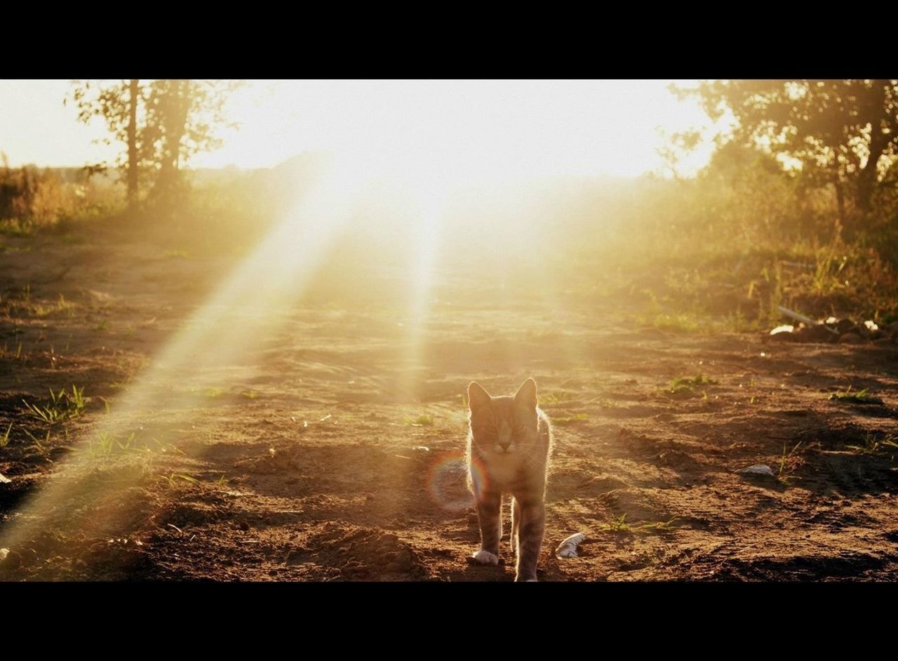 animal themes, mammal, domestic animals, one animal, pets, dog, sun, sunbeam, sunlight, field, grass, lens flare, standing, auto post production filter, transfer print, sky, sunset, nature, landscape, tree