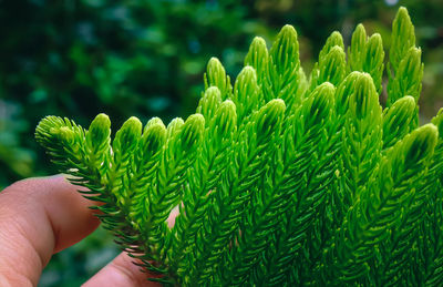 Close-up of hand holding plant