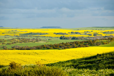 Scenic view of field against sky