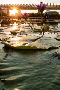 Scenic view of lake at sunset