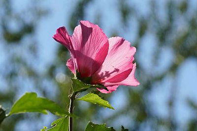 Close-up of pink flowering plant