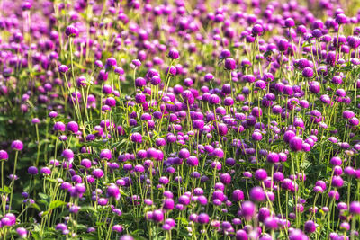Close-up of purple flowering plants on field