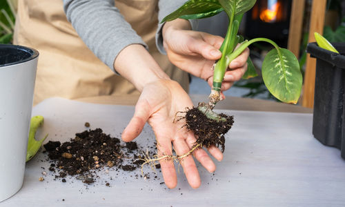 Cropped hand of woman holding potted plant