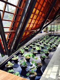 View of plants in greenhouse