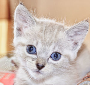 Close-up portrait of cat