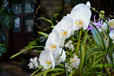 Close-up of white flowers blooming outdoors