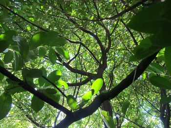 Low angle view of tree