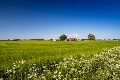 Scenic view of grassy field against blue sky