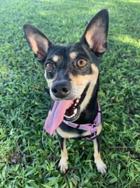 Close-up portrait of a black and brown dog with tongue hanging out 