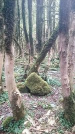 View of trees in forest