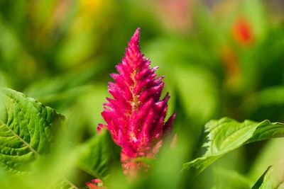 Close-up of pink flowering plant